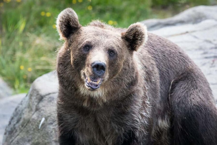 Rovaniemi: Ranua Wildlife Park Day Trip - Ranua Wildlife Park in Lapland: what makes it worth a day trip
