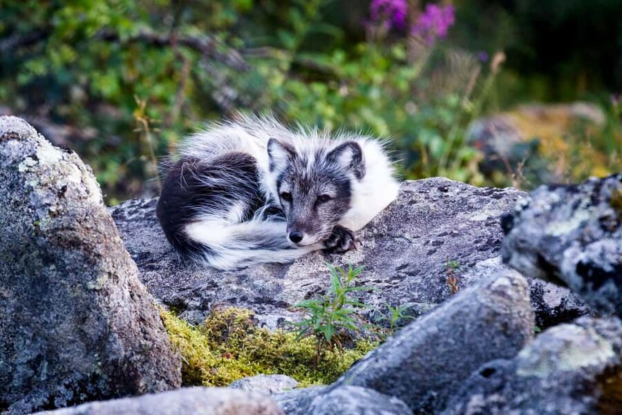 Rovaniemi: Ranua Wildlife Park Day Trip - Photo-friendly viewing spots: how this helps you get better results