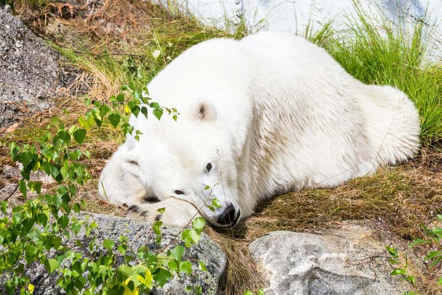 Rovaniemi: Ranua Wildlife Park Day Trip - The guide matters: what makes this tour feel personal