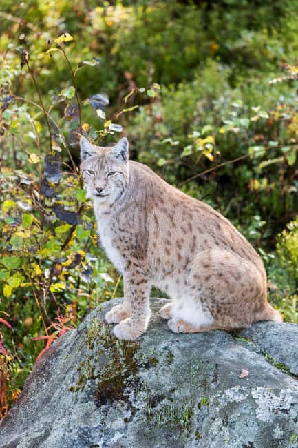 Rovaniemi: Ranua Wildlife Park Day Trip - Private Rovaniemi pickup: the easiest start to a winter wildlife day