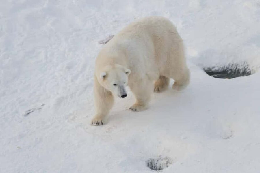 Rovaniemi: Ranua Wildlife Park Experience - The scenic drive through Lapland’s wilderness (and why it matters)