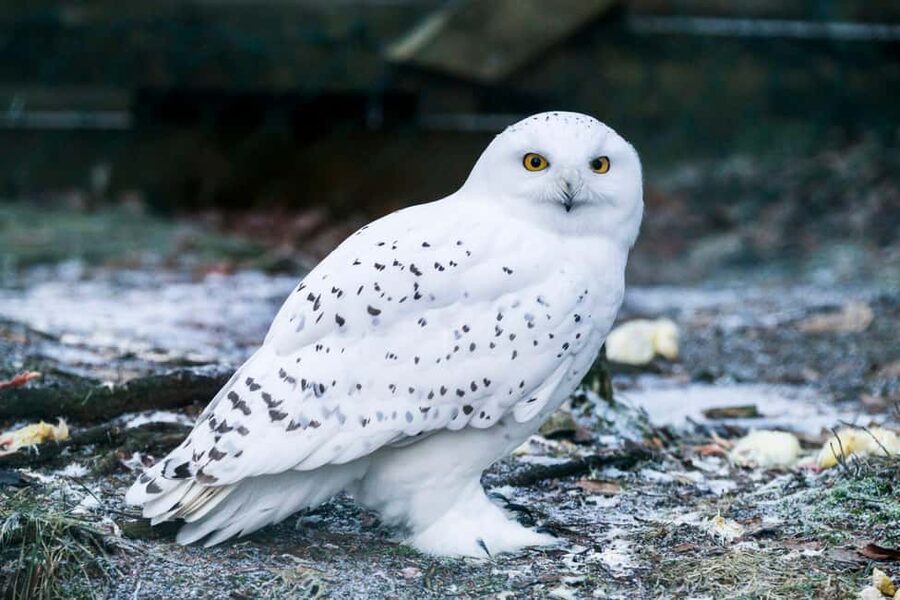Rovaniemi: Ranua Wildlife Park Private Day Trip - Ranua Wildlife Park: 50+ Arctic species in a guided flow