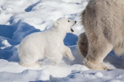 Rovaniemi: Ranua Wildlife Park Private Day Trip - The drive: learning Lapland before the animals