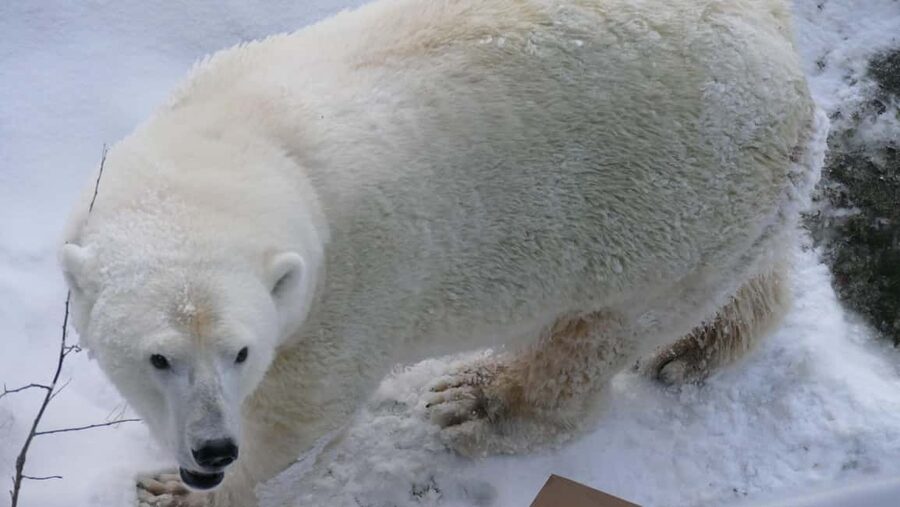 Rovaniemi: Ranua Wildlife Park Tour with Photos & Guide - Key highlights at a glance