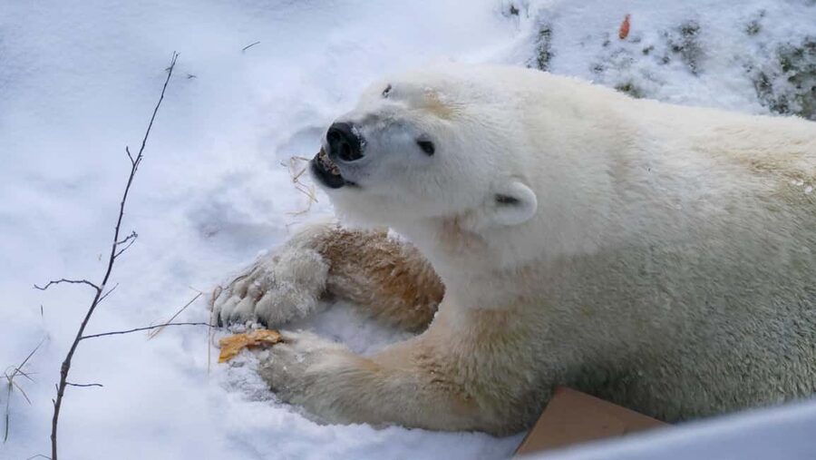 Rovaniemi: Ranua Wildlife Park Tour with Photos & Guide - Rovaniemi to Ranua: how the 6-hour plan works in winter