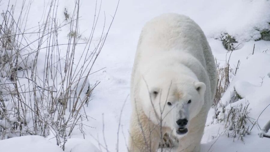 Rovaniemi: Ranua Wildlife Park Tour with Photos & Guide - Ranua Wildlife Park: northernmost zoo energy, done right