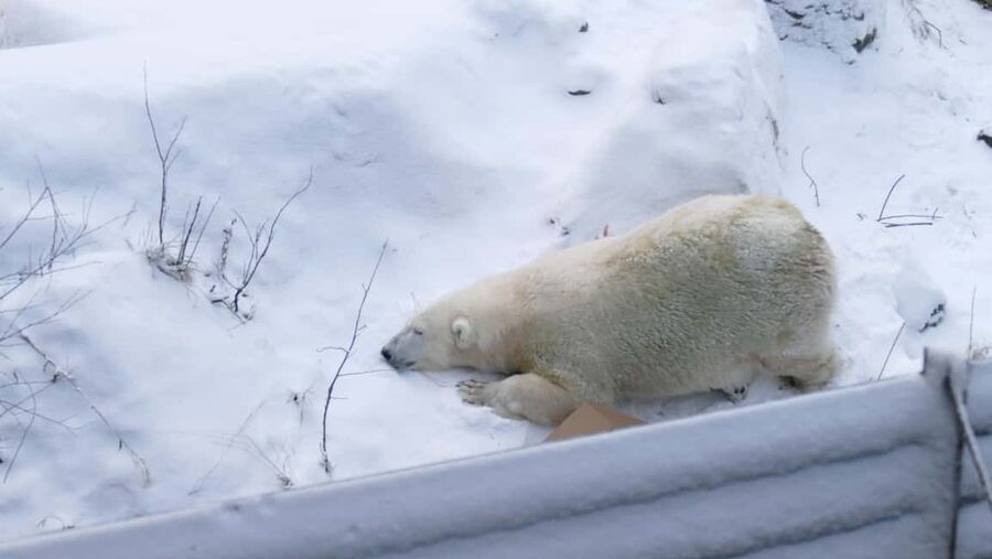 Rovaniemi: Ranua Wildlife Park Tour with Photos & Guide - Meet Timo Tapaninen: local guiding you can trust