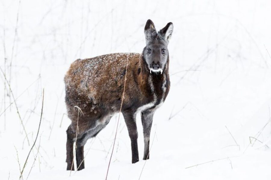 Rovaniemi: Ranua Zoo Entry Ticket w/ Walking Tour and Lunch - Ranua Zoo in 5 Hours: What This Ticket Actually Gives You