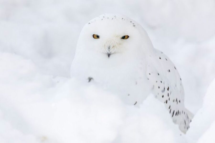 Rovaniemi: Ranua Zoo Entry Ticket w/ Walking Tour and Lunch - Spotting the Animals: The Quiet Tricks That Matter in Winter
