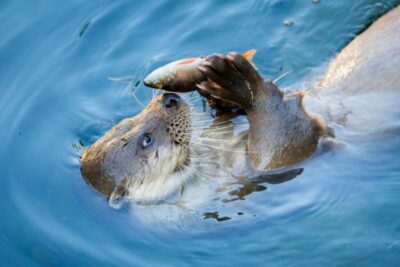 Rovaniemi: Ranua Zoo Entry Ticket w/ Walking Tour and Lunch - Your 1.5-Hour Free Walk Through Finland’s Arctic Zoo