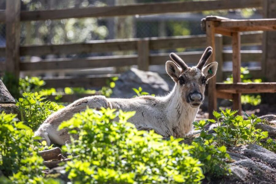 Rovaniemi: Ranua Zoo Entry Ticket w/ Walking Tour and Lunch - Lunch Inside the Zoo and the Fazer Chocolate Stop