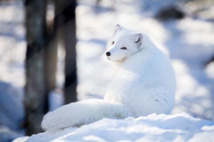 Rovaniemi: Ranua Zoo Entry Ticket w/ Walking Tour and Lunch - Should You Book This Ranua Zoo Ticket With Lunch and Transfer?
