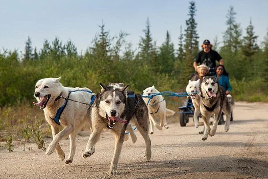 Rovaniemi: Ranua Zoo Entry Ticket with BBQ Picnic - Key things to know before you go