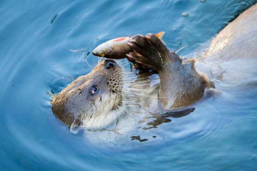 Rovaniemi: Ranua Zoo Ticket with Walking Tour and Lunch - Key points to know before you go