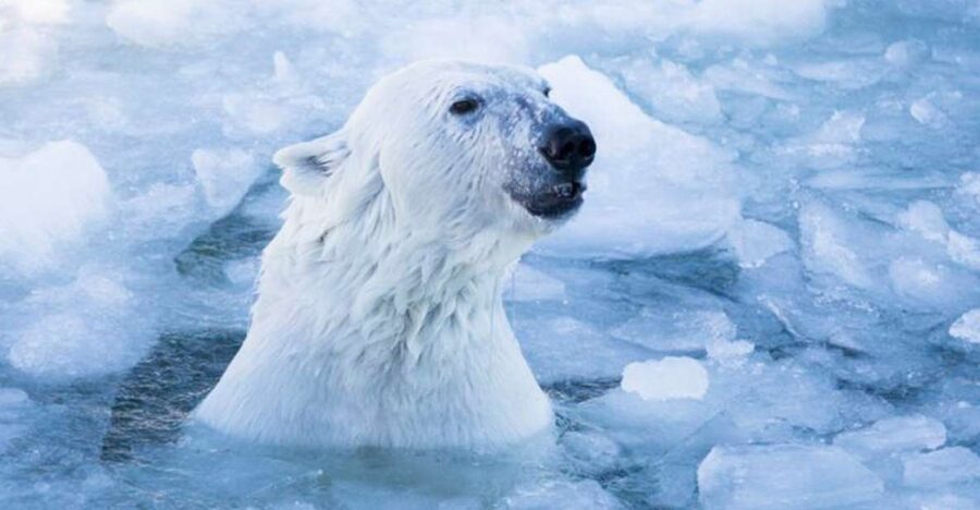 Rovaniemi: Ranua Zoo Ticket with Walking Tour and Lunch - Should you book the Ranua Zoo ticket with walking tour and lunch?