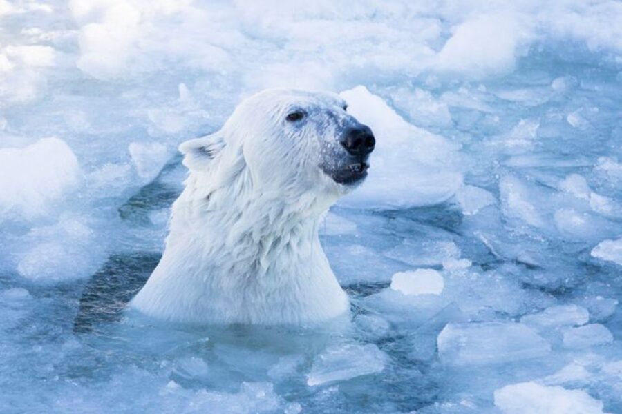 Rovaniemi: Ranua Zoo Ticket with Walking Tour and Lunch - Animal spotting reality check: polar bears, Arctic fox, and timing
