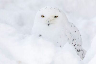 Rovaniemi: Ranua Zoo Ticket with Walking Tour and Lunch - The 1.5-hour Zoo walk: how the visit is designed