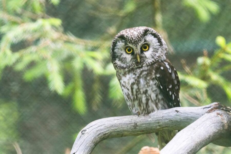 Rovaniemi: Ranua Zoo Ticket with Walking Tour and Lunch - Lunch at the zoo and the Fazer Chocolate add-on
