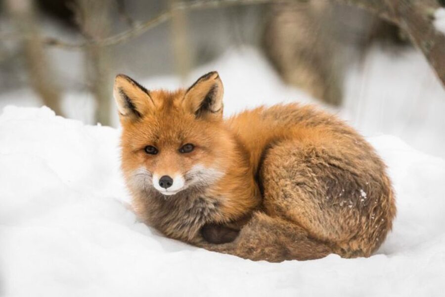 Rovaniemi: Ranua Zoo Ticket with Walking Tour and Lunch - Cold-weather practicals: what to bring and how to stay comfortable