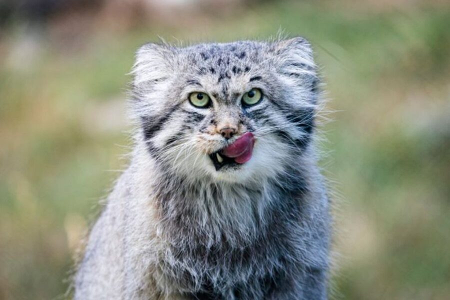 Rovaniemi: Ranua Zoo Ticket with Walking Tour and Lunch - Price and value: is $152 per person worth it?