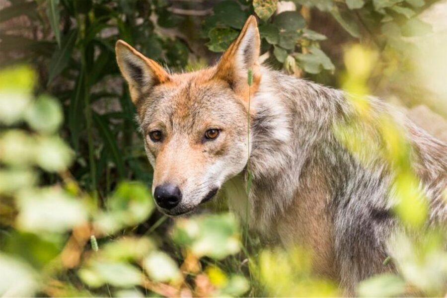 Rovaniemi: Ranua Zoo Ticket with Walking Tour and Lunch - Who this suits best (and who should skip it)