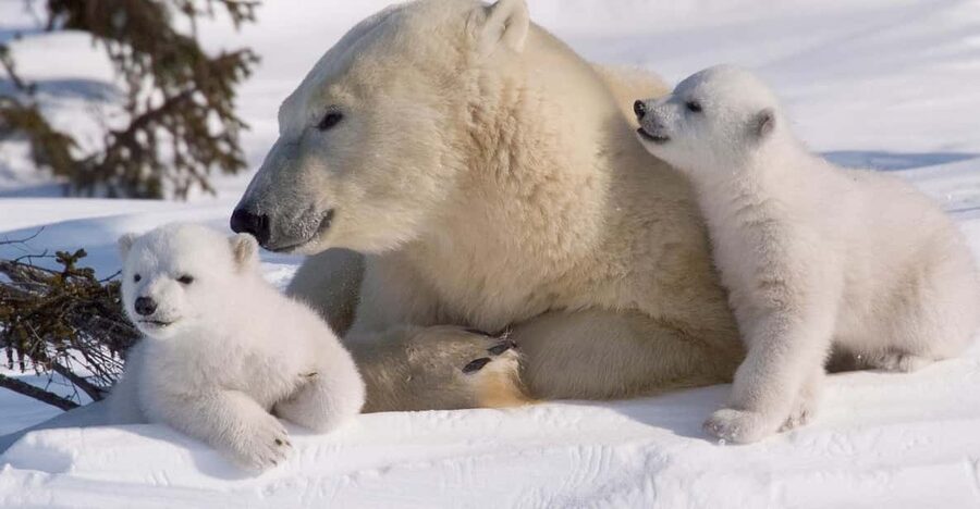 Rovaniemi: Ranua Zoo Visit with Lunch - Key highlights worth your time