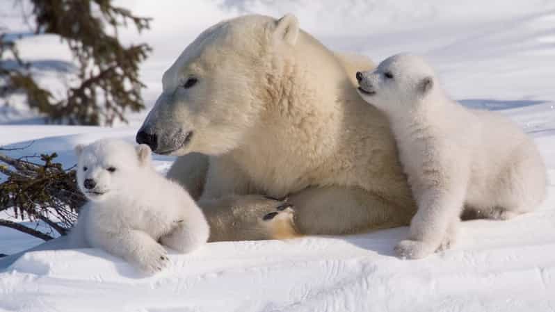 Rovaniemi: Ranua Zoo Visit with Lunch - Rovaniemi hotel to Ranua Zoo: the day plan that keeps it simple