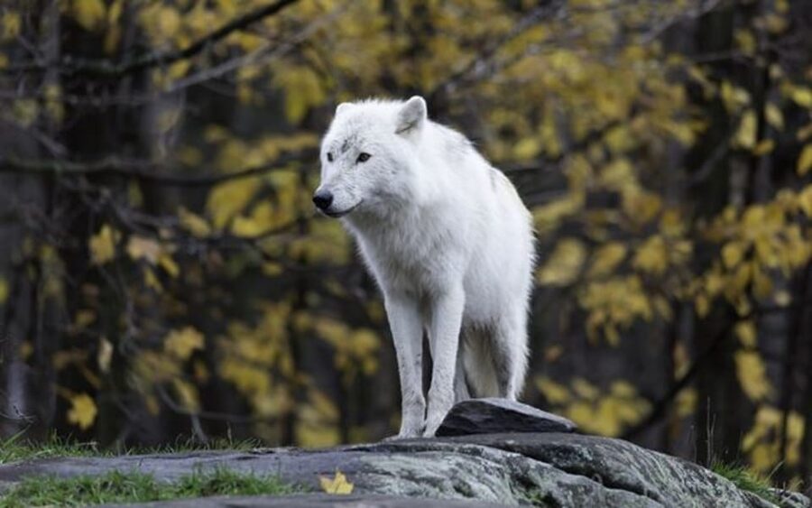 Rovaniemi: Ranua Zoo Visit with Lunch - Price and value: what you get for about $258 per person