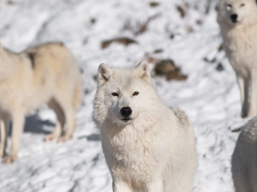 Rovaniemi: Ranua Zoo Visit with Lunch - When to go: daylight and pacing decide how satisfying the zoo feels