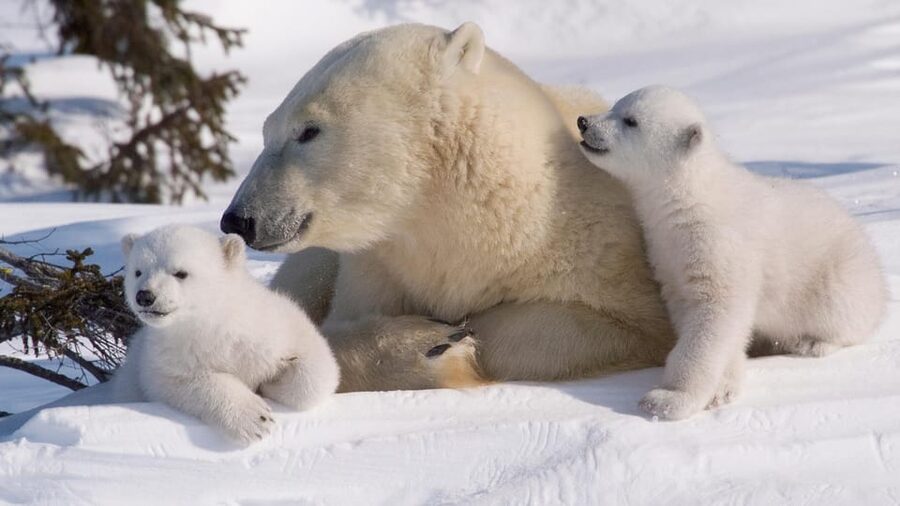 Rovaniemi: Ranua Zoo Visit with Lunch - Who should book this Ranua Zoo with lunch tour