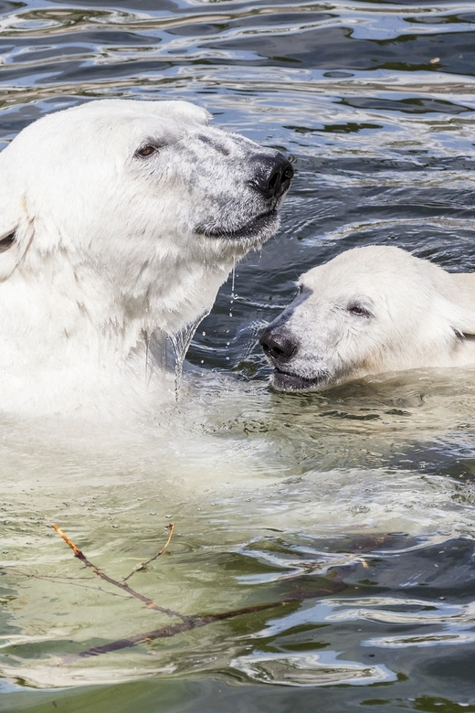 Rovaniemi: Ranua Zoo Visit with Lunch - Ounasvaara hike: a scenic warm-up that can also steal daylight