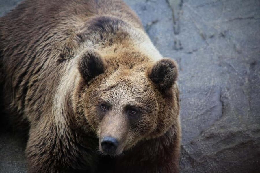 Rovaniemi: Ranua Zoo Wildlife Park Tour with hotel pickup - Hotel Pickup to Ranua: the easy start from Rovaniemi
