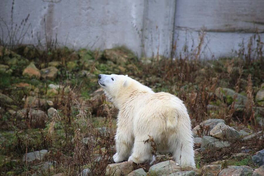 Rovaniemi: Ranua Zoo Wildlife Park Tour with hotel pickup - From ticket handoff to your first wildlife stop