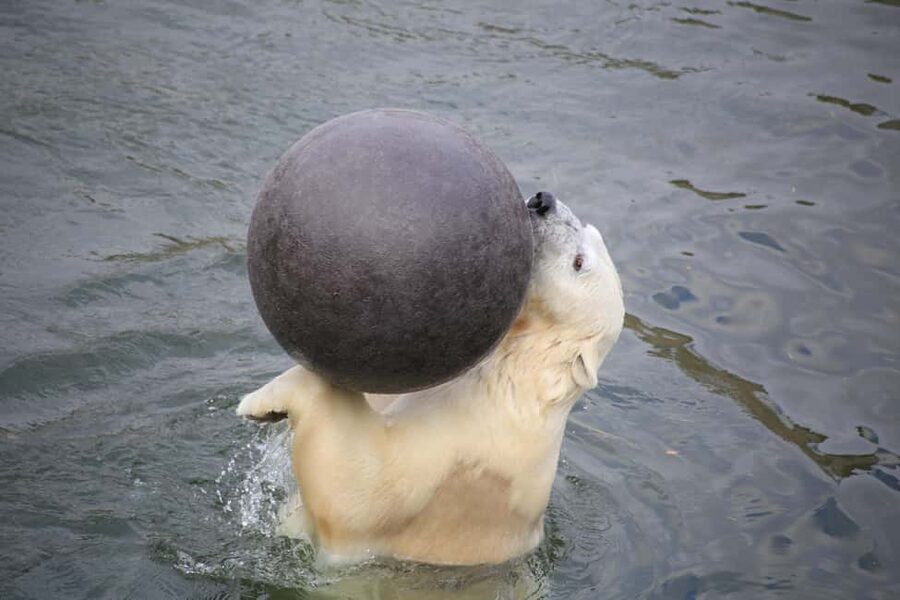 Rovaniemi: Ranua Zoo Wildlife Park Tour with hotel pickup - More than polar bears: spotting Arctic species across the park