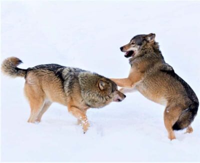 Rovaniemi: Ranua Zoo Wildlife Park Tour with hotel pickup - The 2.5 km zoo trail: how the timing usually works