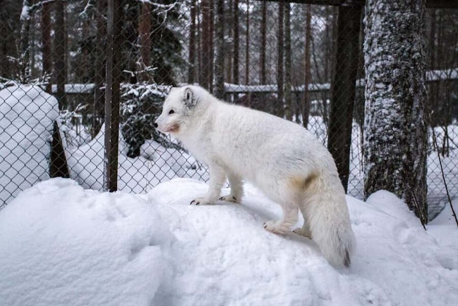 Rovaniemi: Ranua Zoo Wildlife Park Tour with hotel pickup - Price and time: does $135 per person make sense?