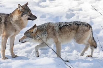 Rovaniemi: Santa, Reindeer & Ranua Zoo with Private Tour - Private Transport on Winter Roads: Why It Matters
