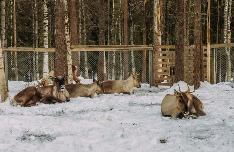 Rovaniemi: Trip to Ranua Zoo with Tickets - Key things that make this Ranua Zoo trip worth it