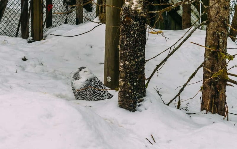 Rovaniemi: Trip to Ranua Zoo with Tickets - Why Ranua Zoo Works So Well From Rovaniemi
