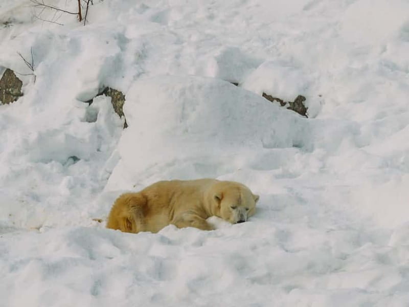 Rovaniemi: Trip to Ranua Zoo with Tickets - Who should book this Ranua Zoo ticketed trip?