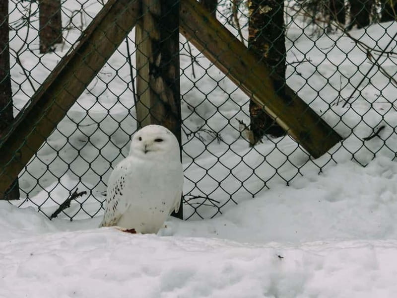 Rovaniemi: Trip to Ranua Zoo with Tickets - Should you book this Ranua Zoo tour?