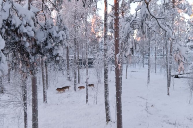 Rovaniemi: Trip to Ranua Zoo with Tickets Included - Pickup Around Rovaniemi: 5–6 Hours That Don’t Waste Your Day