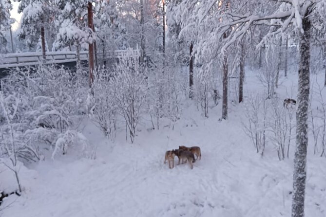 Rovaniemi: Trip to Ranua Zoo with Tickets Included - Food and Sweets Time: Lapland Lunch and Fazer Treats