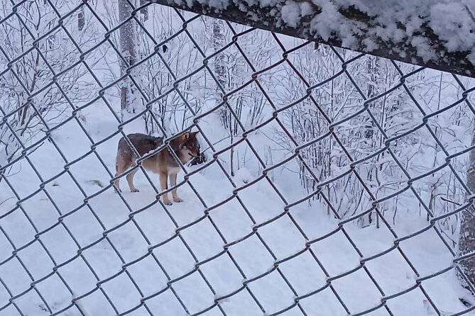 Rovaniemi: Trip to Ranua Zoo with Tickets Included - Transportation Included: Comfortable, Scenic, and Small-Group Friendly