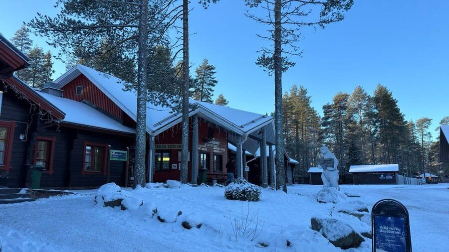 Rovaniemi: trip to the Ranua Zoo (transportation, tickets) - What you’ll see at Ranua: bears, moose, wolves, and the Arctic specialist list