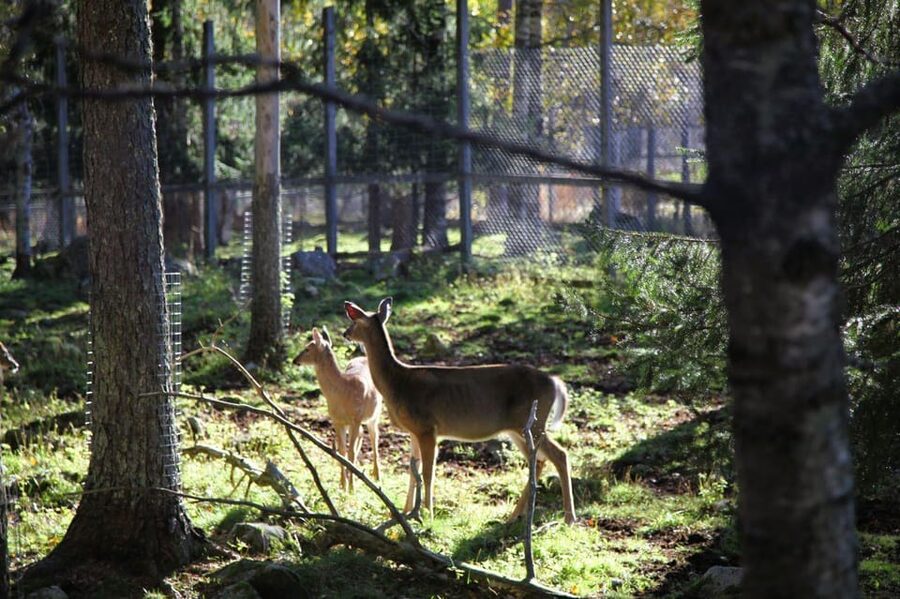 Rovaniemi: trip to the Ranua Zoo (transportation, tickets) - What to bring: simple winter gear for a calmer day
