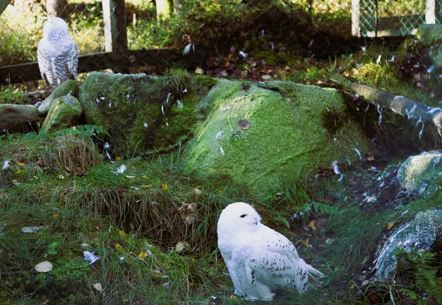 Rovaniemi: trip to the Ranua Zoo (transportation, tickets) - Value check: is $117 per person worth it?