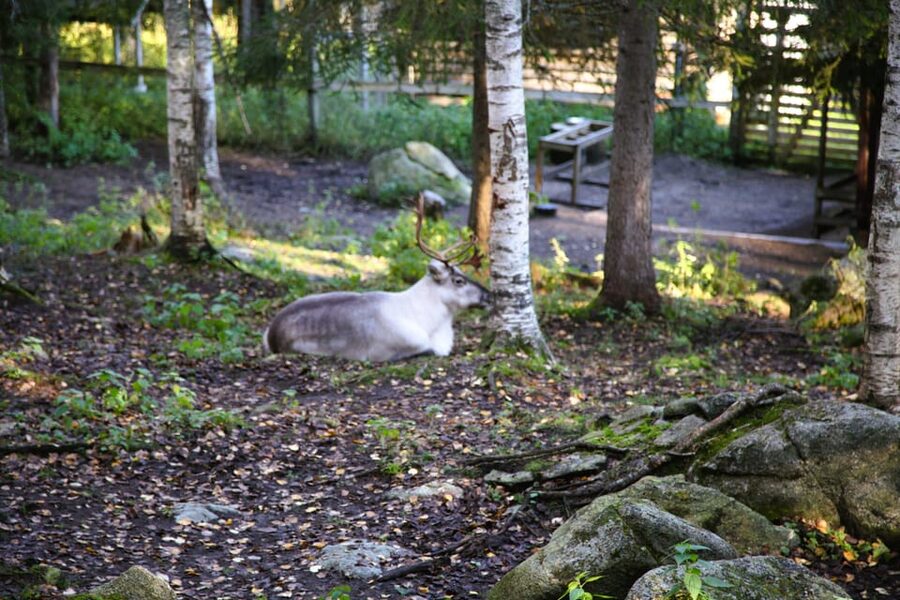 Rovaniemi: trip to the Ranua Zoo (transportation, tickets) - Who should book Ranua Zoo from Rovaniemi