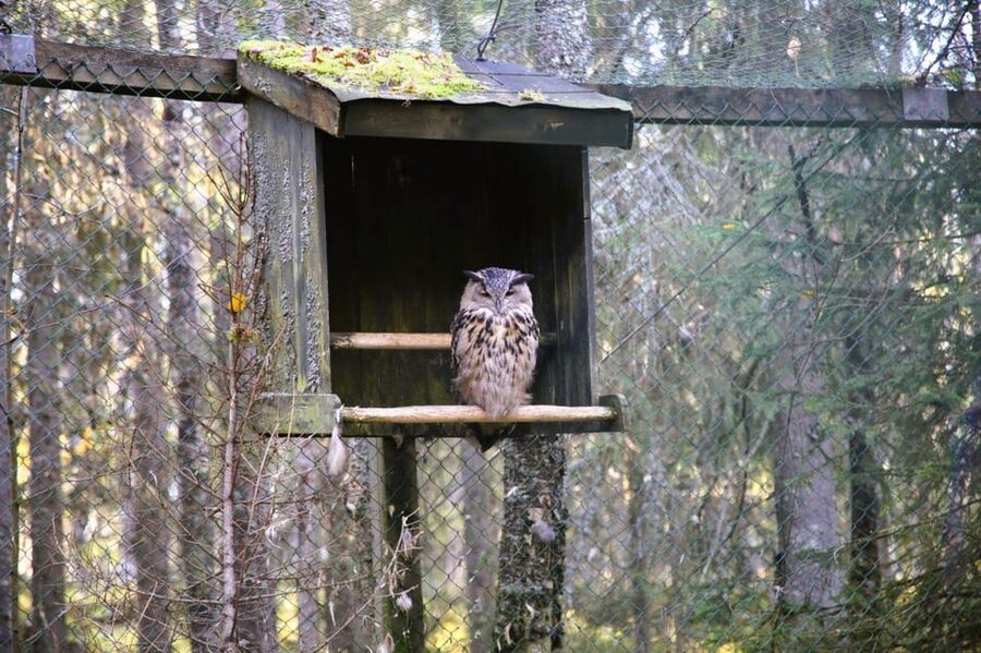 Rovaniemi: trip to the Ranua Zoo (transportation, tickets) - Should you book this Ranua Zoo trip?