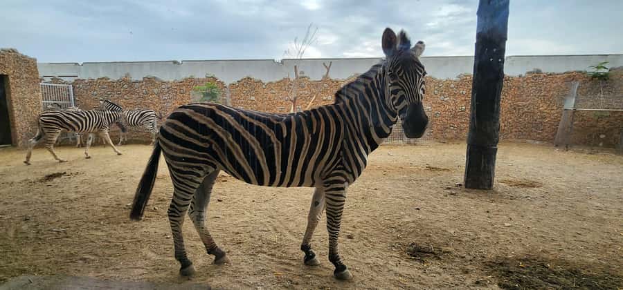 Safari World Zoo and Wahiba Sands with Sunset - Dinner under the stars at Sama al Wasil Camp (or similar)